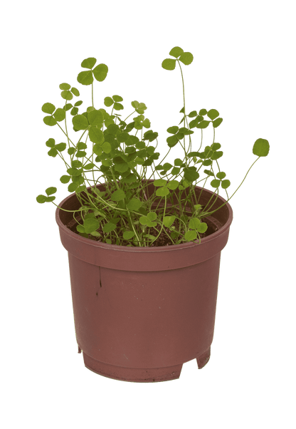 Lucky clover in plastic pot,