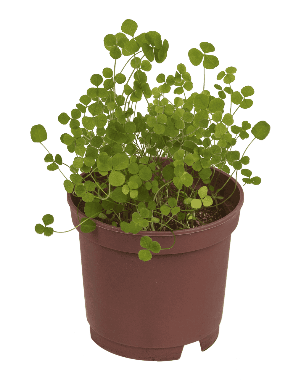 Lucky clover in plastic pot,