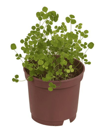 Lucky clover in plastic pot,