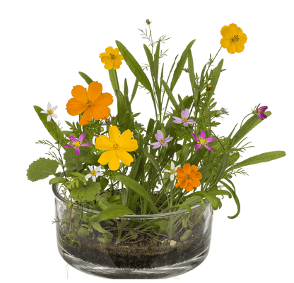 Flower seeds, Meadow, with soil pad,