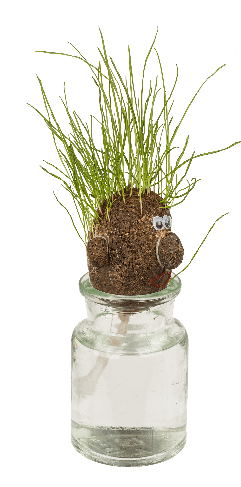 Grass head,