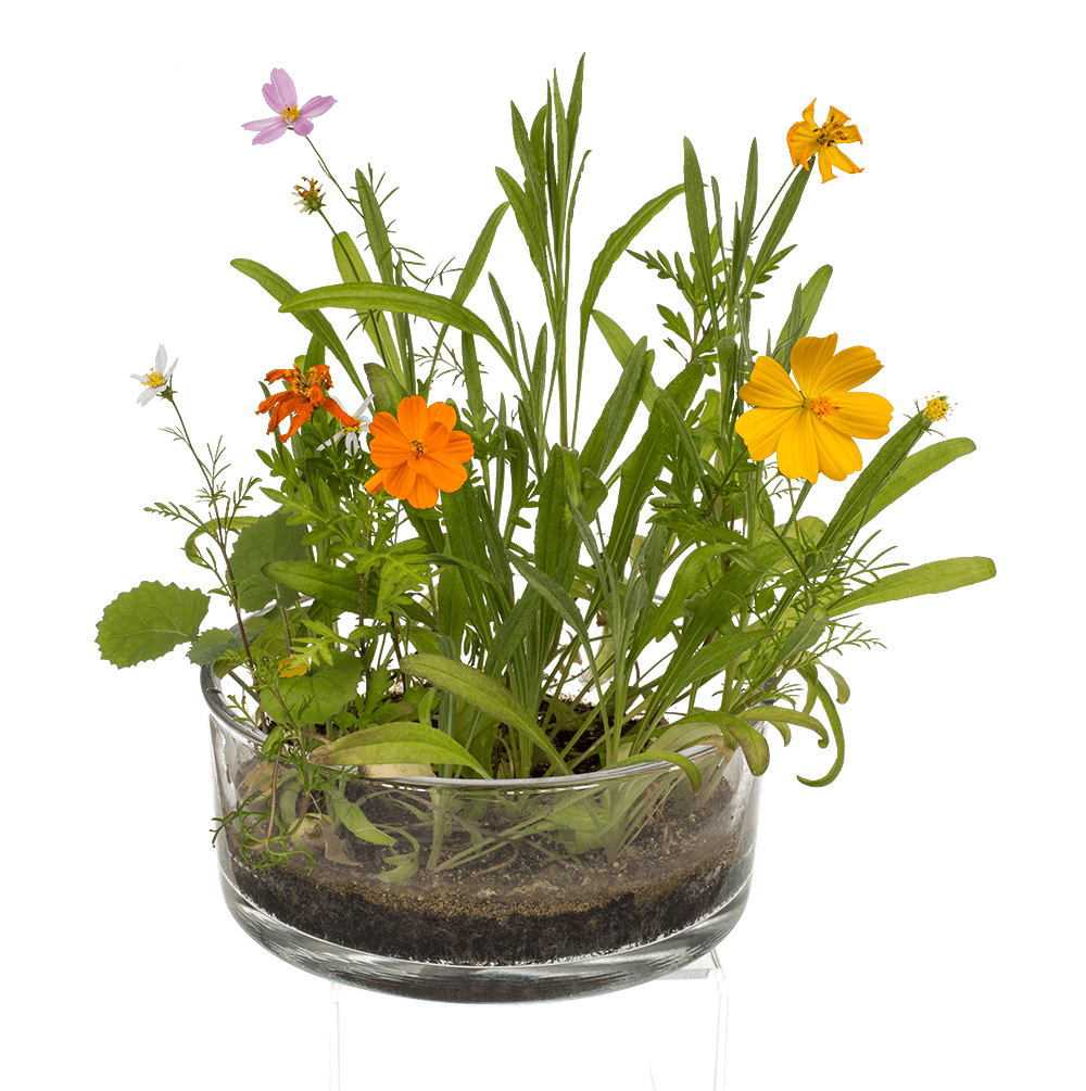 Tin Flower , Flower Meadow,