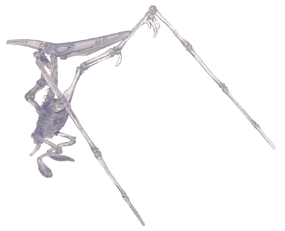 DIY Dinosaur Skeleton Assembly Kit, approx. 10 cm,