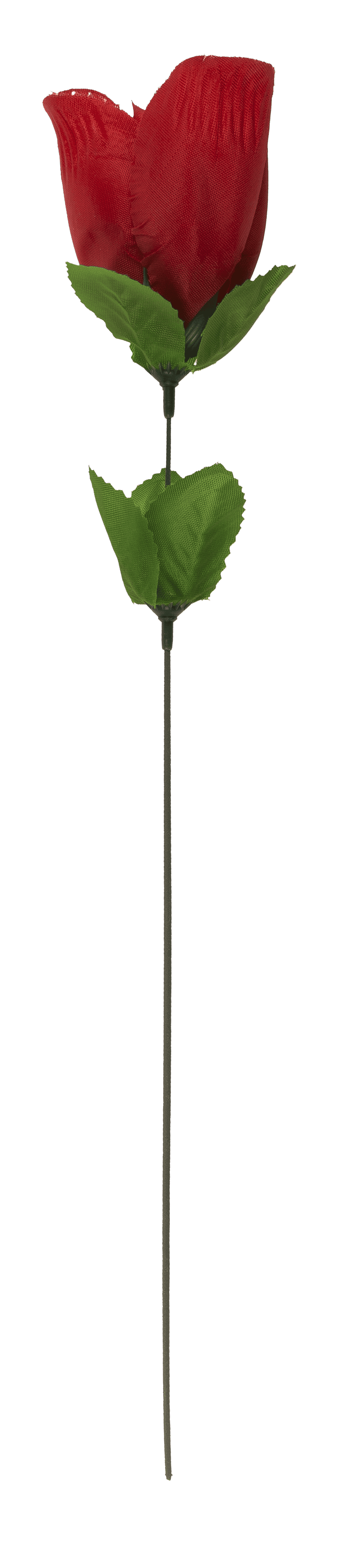 Rose with red G-string,