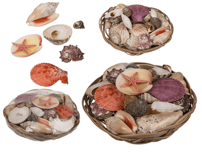 Shells & starfish in basket,