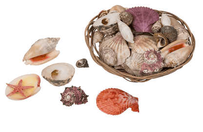 Shells & starfish in basket,