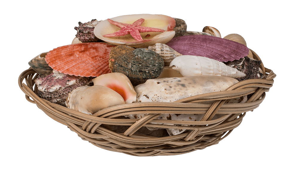 Shells & starfish in basket,