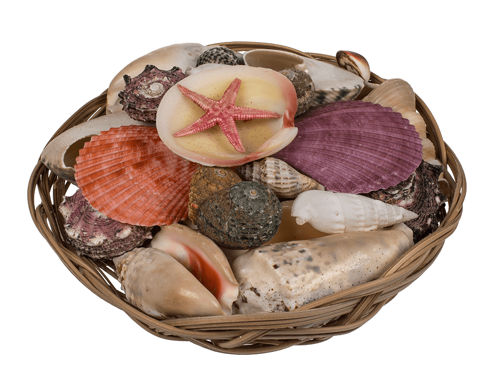 Shells & starfish in basket,
