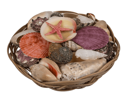 Shells & starfish in basket,